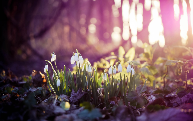 2560x1600 pix. Wallpaper flowers, snowdrops, spring, nature, sunlight