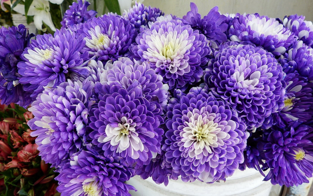 2100x1312 pix. Wallpaper chrysanthemum, flowers, violet, nature