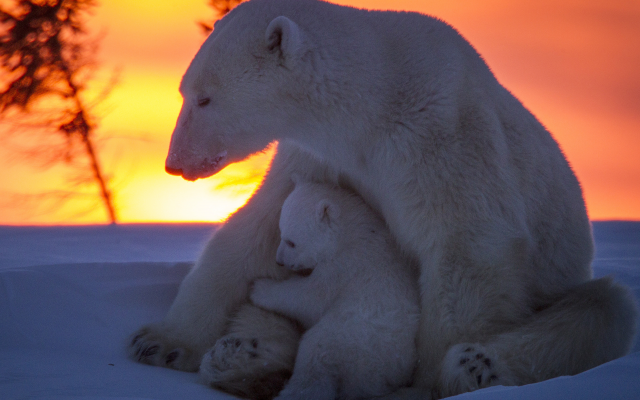 3500x2412 pix. Wallpaper polar bear, bear, winter, snow, sunset, animals
