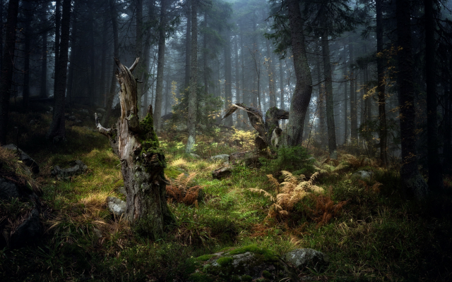 2047x1369 pix. Wallpaper forest, stump, nature, tree