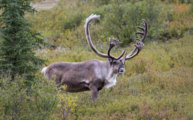 2048x1363 pix. Wallpaper deer, animals, reindeer, horns