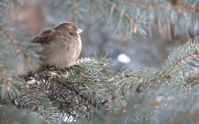4000x3000 pix. Wallpaper sparrow, spruce, tree, bird, animals
