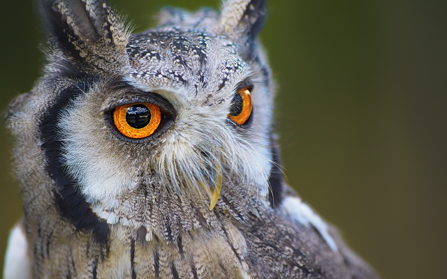 6000x4000 pix. Wallpaper owl, bird, eyes, beak, predator, wild animals