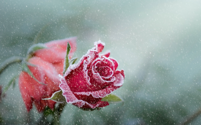 2560x1653 pix. Wallpaper flowers, rose, frost, bud, snow, winter, nature
