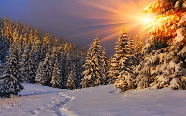 1920x1080 pix. Wallpaper winter, nature, tree, forest, sunset