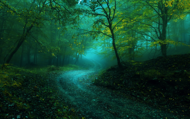 6000x3712 pix. Wallpaper forest, tree, road, fog, landscape, nature
