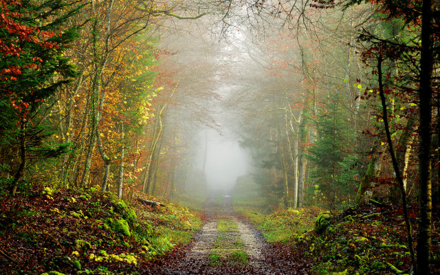 7360x4912 pix. Wallpaper autumn, forest, road, tree, fog, landscape, nature, mist