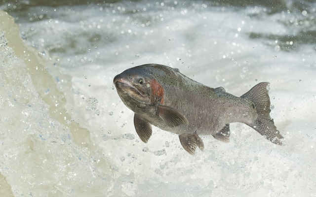 2047x1189 pix. Wallpaper salmon, spawn, jump, cascade, water, fish, river