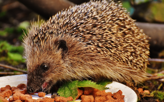 5267x3306 pix. Wallpaper hedgehog, animals, food