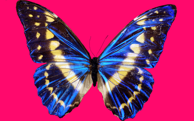2560x1600 pix. Wallpaper blue butterfly, purple background, wings, butterfly