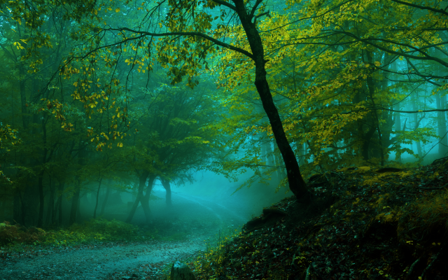 6000x4000 pix. Wallpaper forest, tree, road, fog, landscape, autumn
