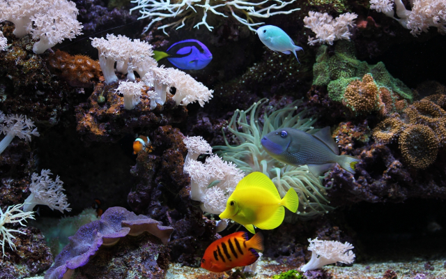 2560x1650 pix. Wallpaper aquarium, fish, coral, underwater, water