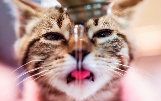 2560x1600 pix. Wallpaper drinking water, cat, photo, positive, animals
