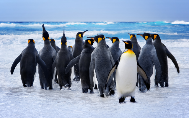 5120x3488 pix. Wallpaper penguins, birds, water, swimming, sea, waves, animals