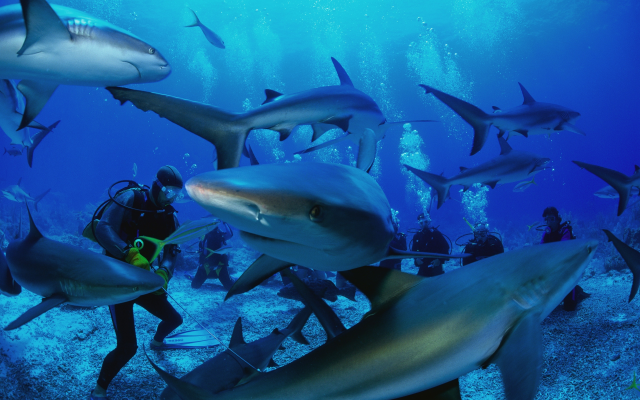 4308x2872 pix. Wallpaper thailand, diving, sharks, similan islands, underwater