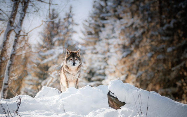 2200x1261 pix. Wallpaper animals, predator, wolf, forest, winter, snow