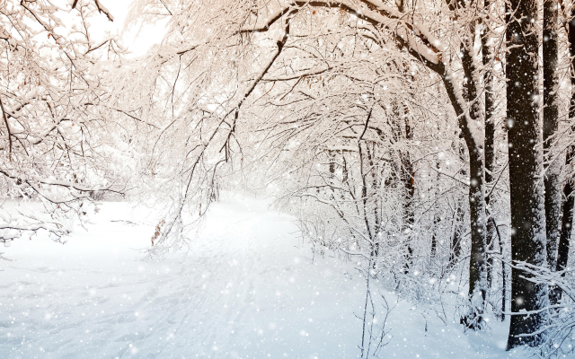 2880x1800 pix. Wallpaper winter, nature, tree, snow