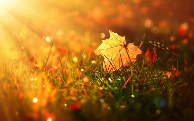 1920x1279 pix. Wallpaper grass, sun, macro, autumn, leaf, nature