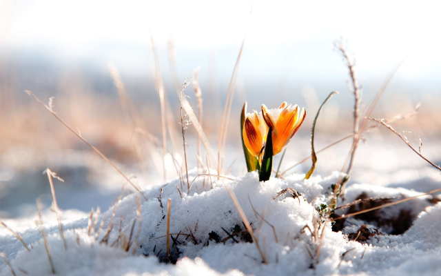 1920x1200 pix. Wallpaper snow, crocus, flowers, nature, spring