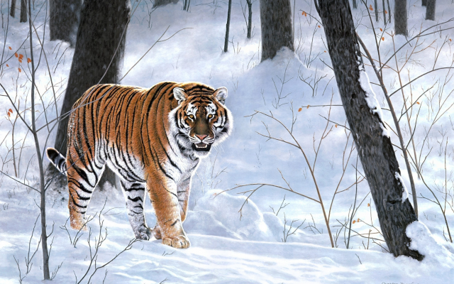 2410x1775 pix. Wallpaper winter, snow, tiger, animals