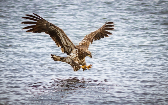 1920x1200 pix. Wallpaper eagle, bird of peace, predator, flight, animals