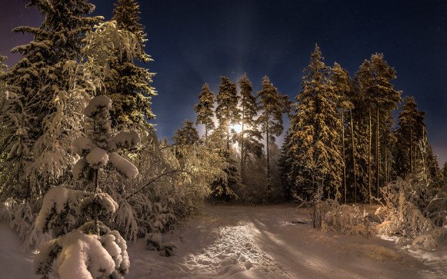 1920x1433 pix. Wallpaper moon, forest, pine trees, snow, night, lunar halo, winter, nature