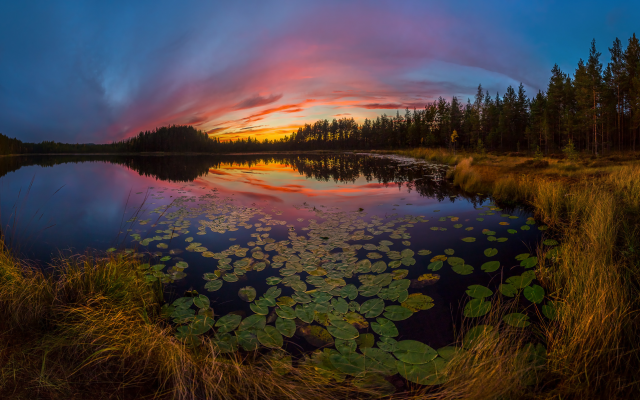 2000x1204 pix. Wallpaper autumn, lake, water lily, sunset, twilight, grass, forest, nature