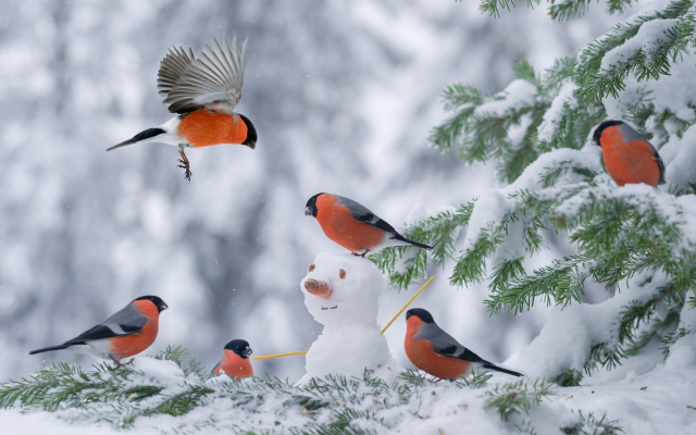 2048x1363 pix. Wallpaper birds, bullfinch, winter, tree, snow, snowman, animals