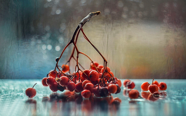 1920x1260 pix. Wallpaper rowan, autumn, wet, nature