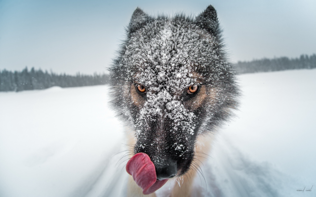 2560x1600 pix. Wallpaper dog, winter, snow, animals, snowy muzzle, tongue