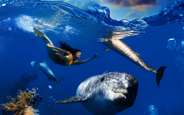 3000x3000 pix. Wallpaper mermaid, underwater, dolphins, coral reef, collage