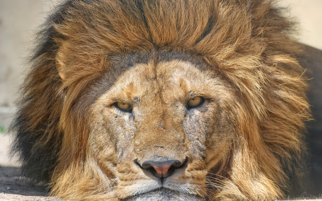 2048x1639 pix. Wallpaper lion, predator, animals