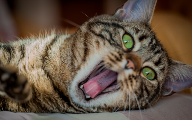 2048x1343 pix. Wallpaper cat, kitten, green eyes, animals, yawns