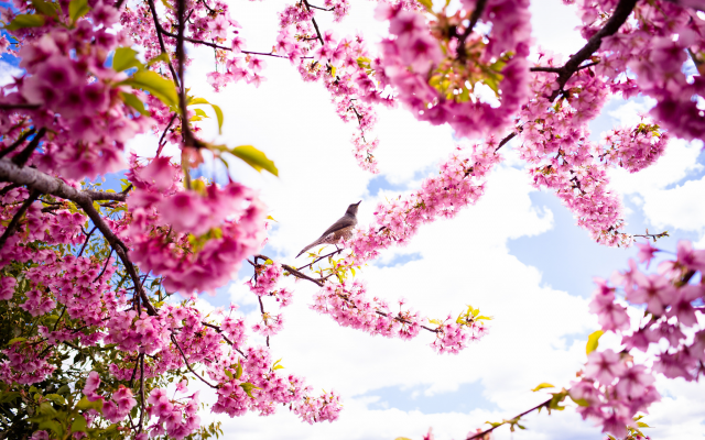 2048x1356 pix. Wallpaper spring, petals, flowers, birds, cherry, nature