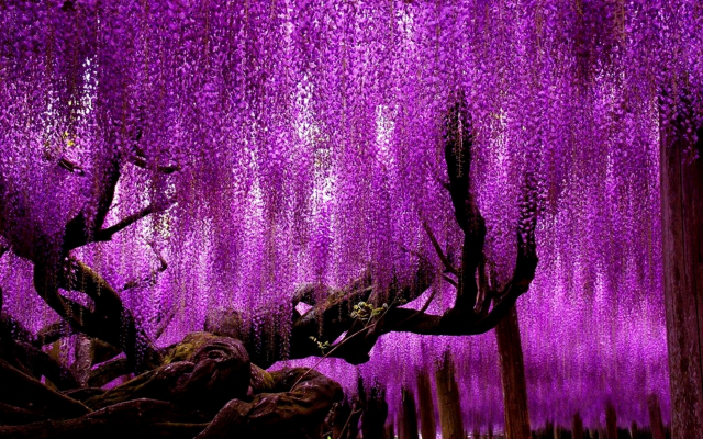 2560x1600 pix. Wallpaper wisteria, plant, tree, spring, flowering, violet, flowers, nature