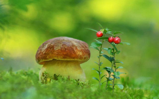 2596x1600 pix. Wallpaper greens, berry, mushroom, nature