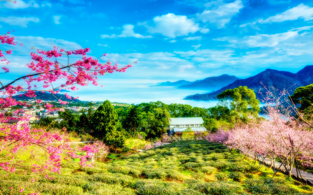 2048x1365 pix. Wallpaper flowers, spring, tree, taiwan, sakura, mountains