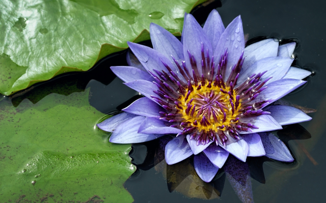 2048x1282 pix. Wallpaper water lily, nymphaea, pond, flowers, nature, nymphaea odorata