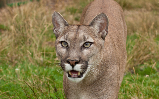 4752x3168 pix. Wallpaper cougar, predator, wild cat, animals