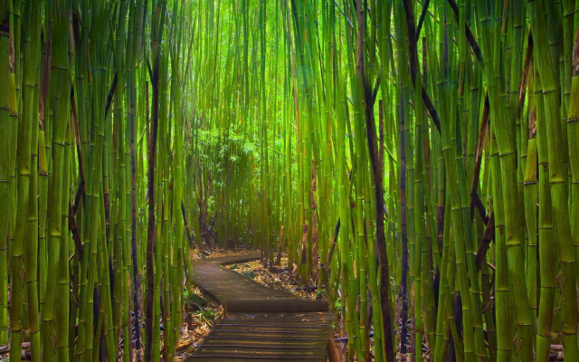 1998x1302 pix. Wallpaper bamboo, Japanese Garden, garden
