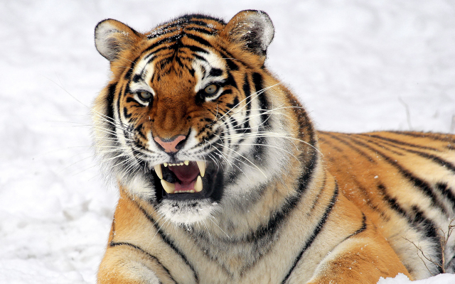 2560x1600 pix. Wallpaper tiger, teeth, animals, wild cat
