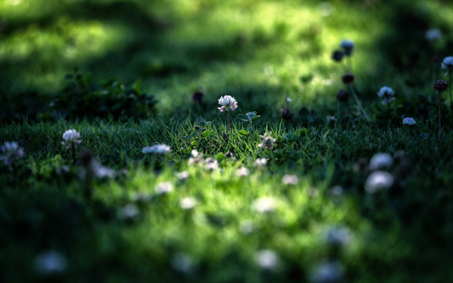2560x1600 pix. Wallpaper grass, summer, macro, nature
