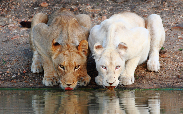 3000x2000 pix. Wallpaper lion, lioness, watering, animals, wild cats