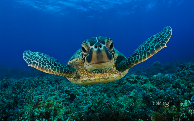 1920x1200 pix. Wallpaper kemps ridley sea turtle, underwater, sea turtle, turtle, animals, atlantic ridley sea turtle