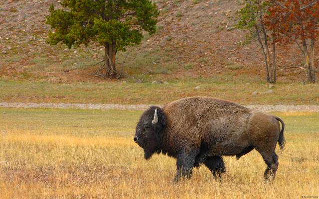 1920x1200 pix. Wallpaper bison, grass, animals, american bison