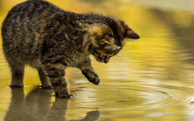 5184x3456 pix. Wallpaper cat, kitten, water, animals