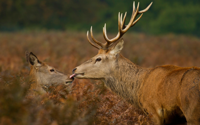 2500x1667 pix. Wallpaper kiss, deer, wildlife, animals, horns