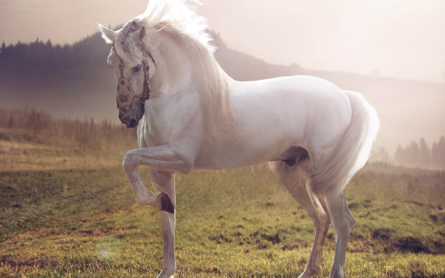 5120x3880 pix. Wallpaper horse, white stallion, animals, white horse