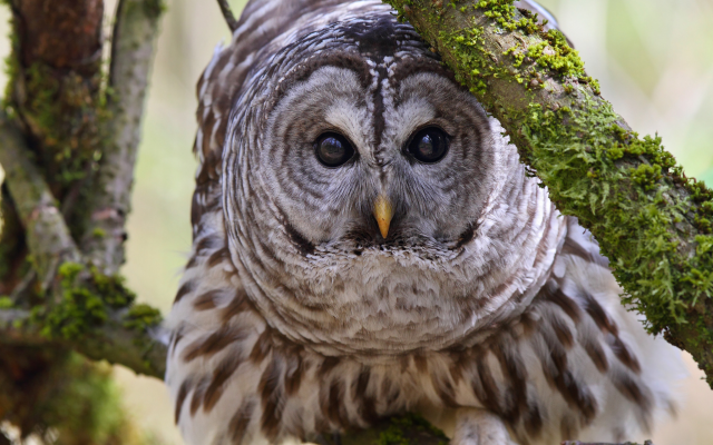 2048x1365 pix. Wallpaper motley owl, branches, owl, bird, animals