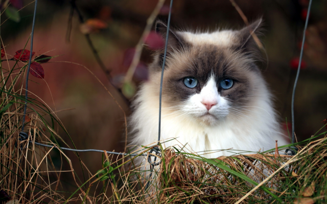 2560x1600 pix. Wallpaper cat, fence, animals, grass, grumpy cat, 